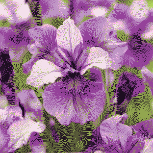 A small, dithered picture of a purple iris.